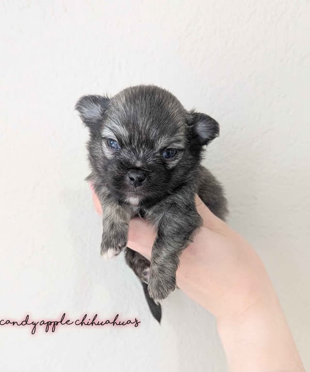 Chihuahua Puppies media 3