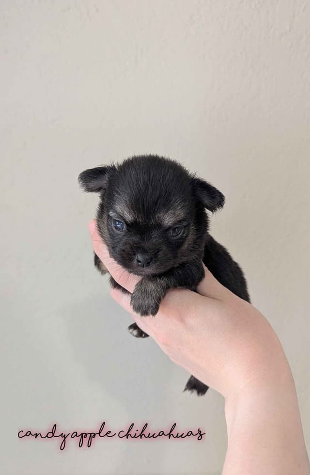 Chihuahua Puppies media 7