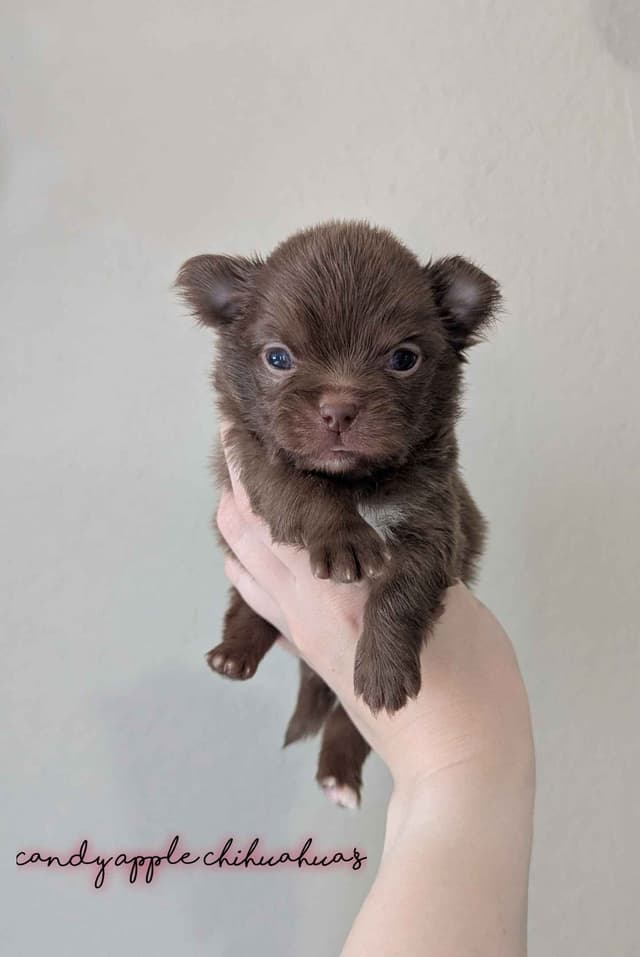 Chihuahua Puppies media 5