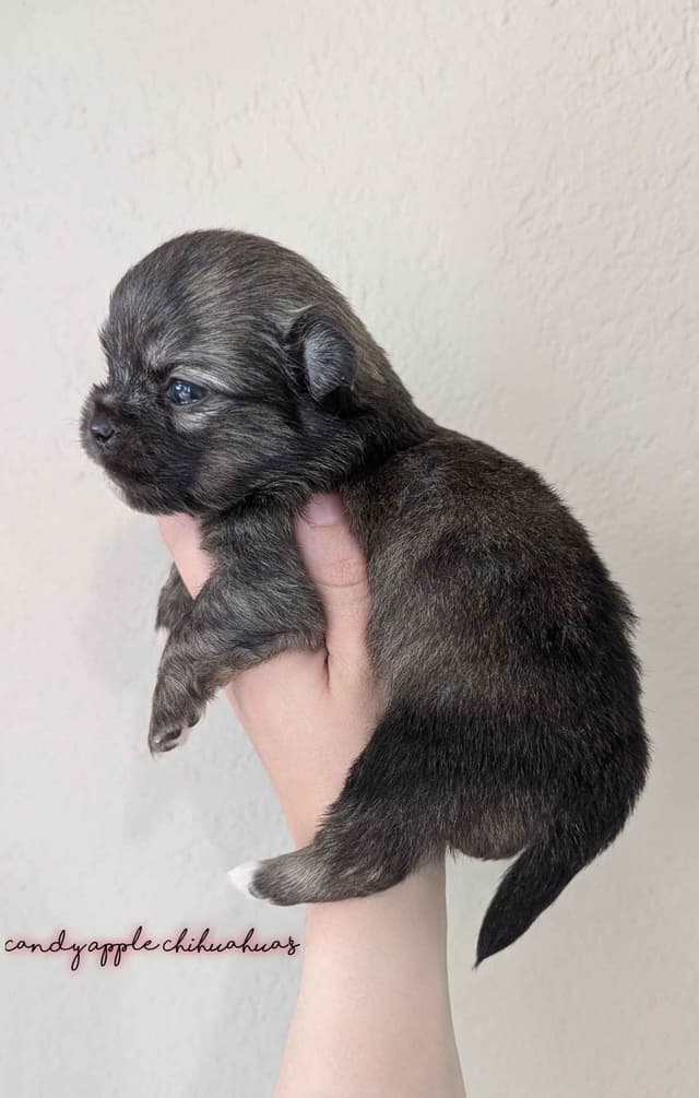 Chihuahua Puppies media 4