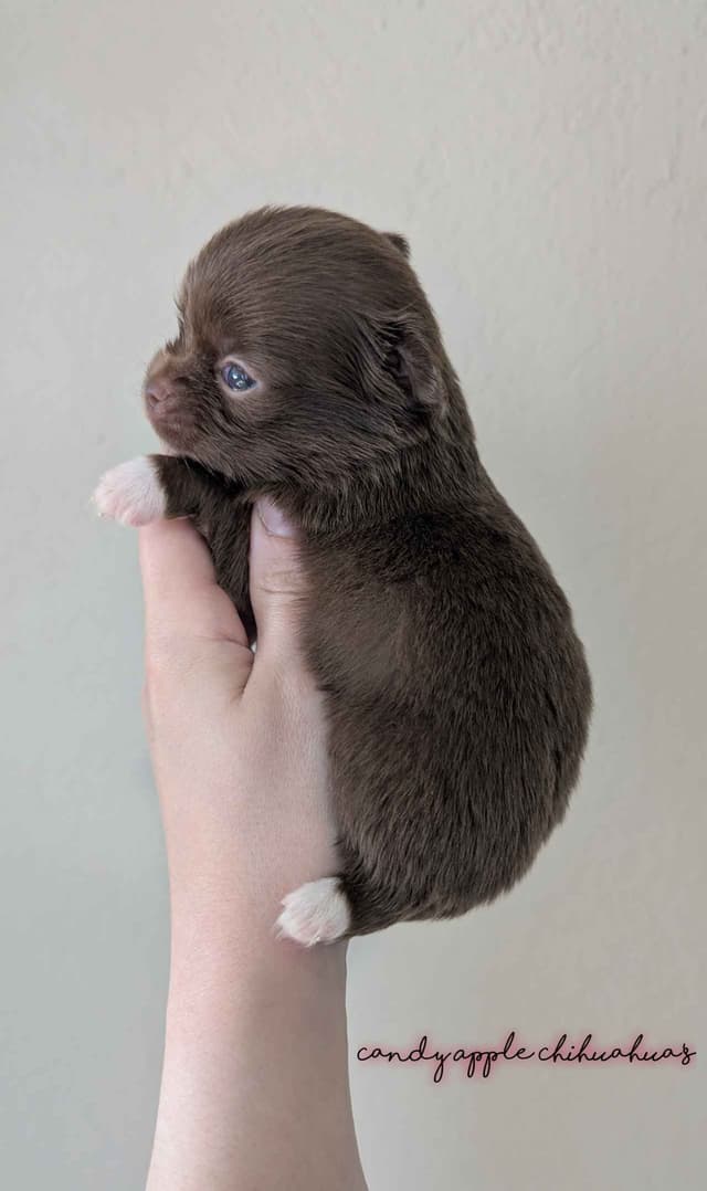 Chihuahua Puppies media 10