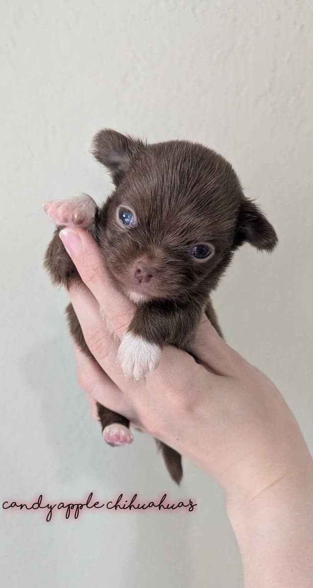 Chihuahua Puppies media 9