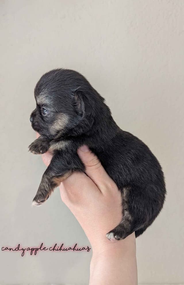 Chihuahua Puppies media 8