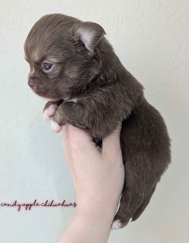 Chihuahua Puppies media 2