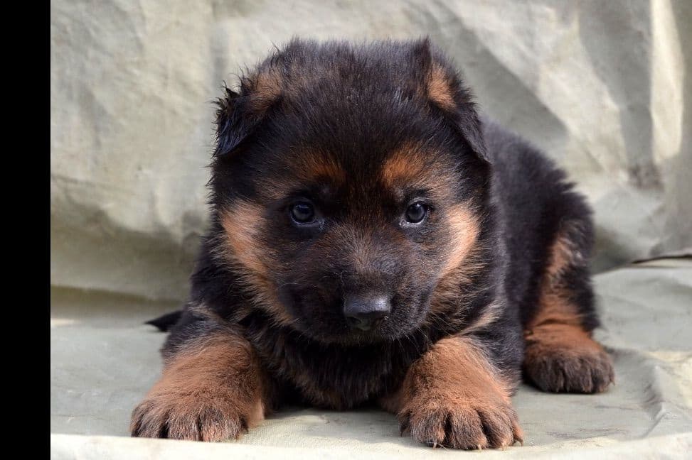 German Shepherd Dog Puppies breeder image 2