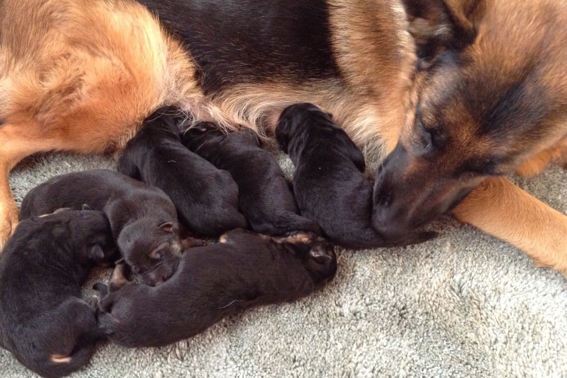 German Shepherd Dog Puppies breeder image 1