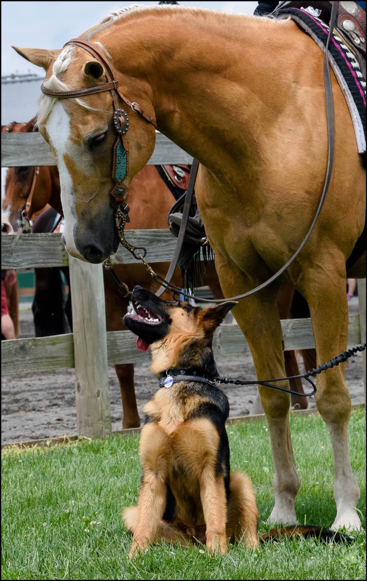 German Shepherd Dog Puppies breeder image 7