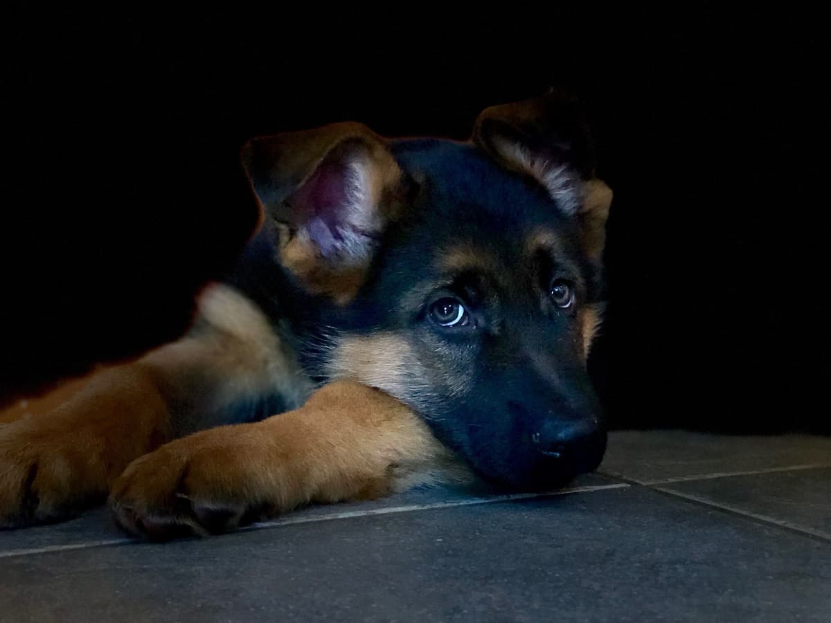 German Shepherd Dog Puppies breeder image 8