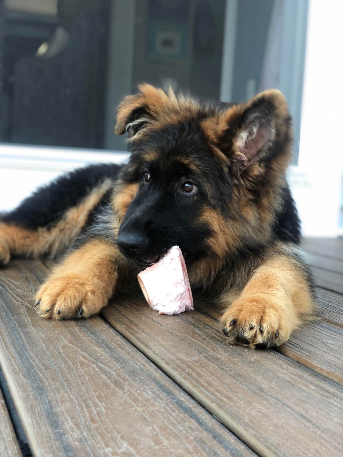 German Shepherd Dog Puppies breeder image 9