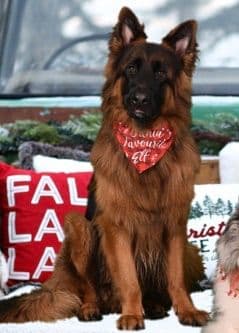German Shepherd Dog Puppies breeder image 10