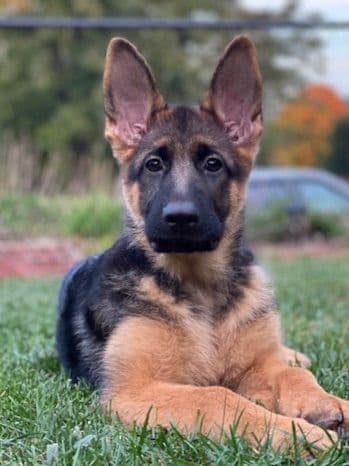 German Shepherd Dog Puppies breeder image 11