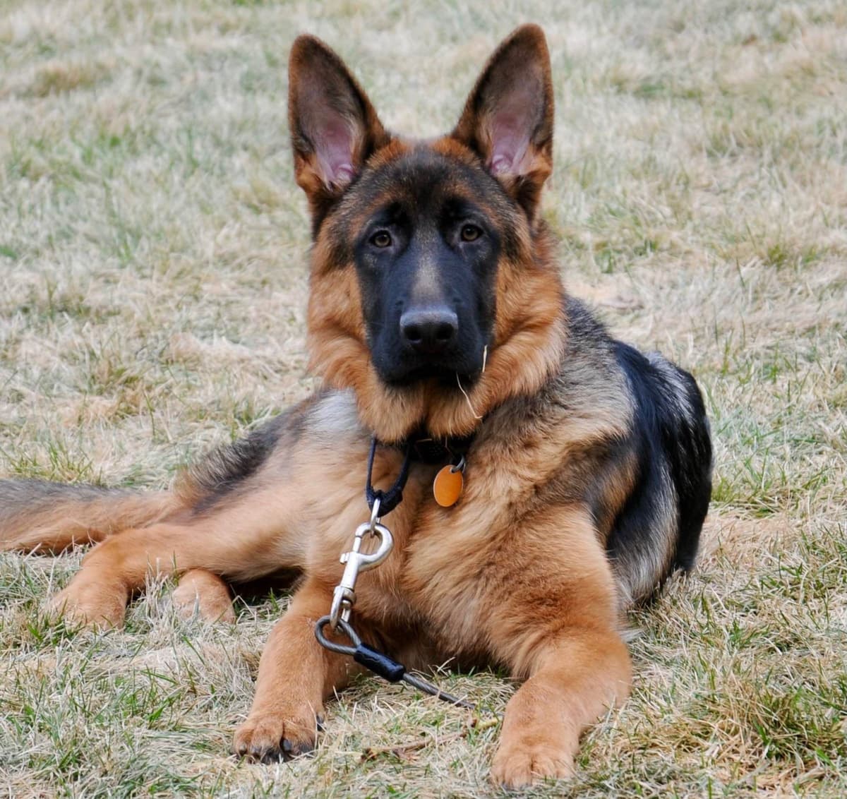 German Shepherd Dog Puppies breeder image 13
