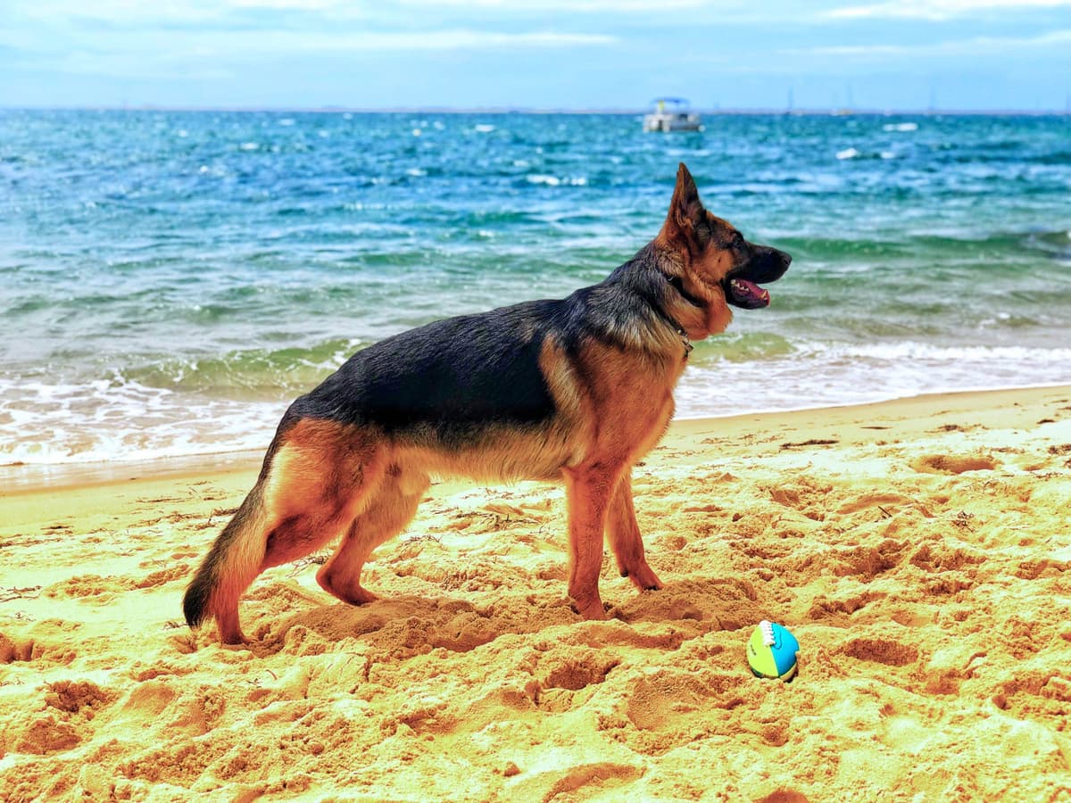 German Shepherd Dog Puppies breeder image 15