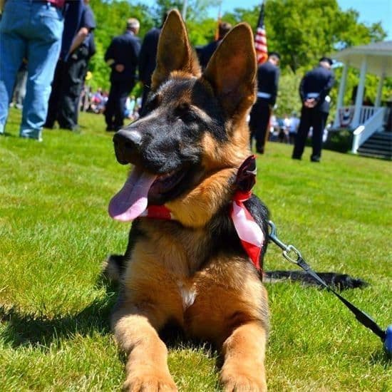 German Shepherd Dog Puppies breeder image 16