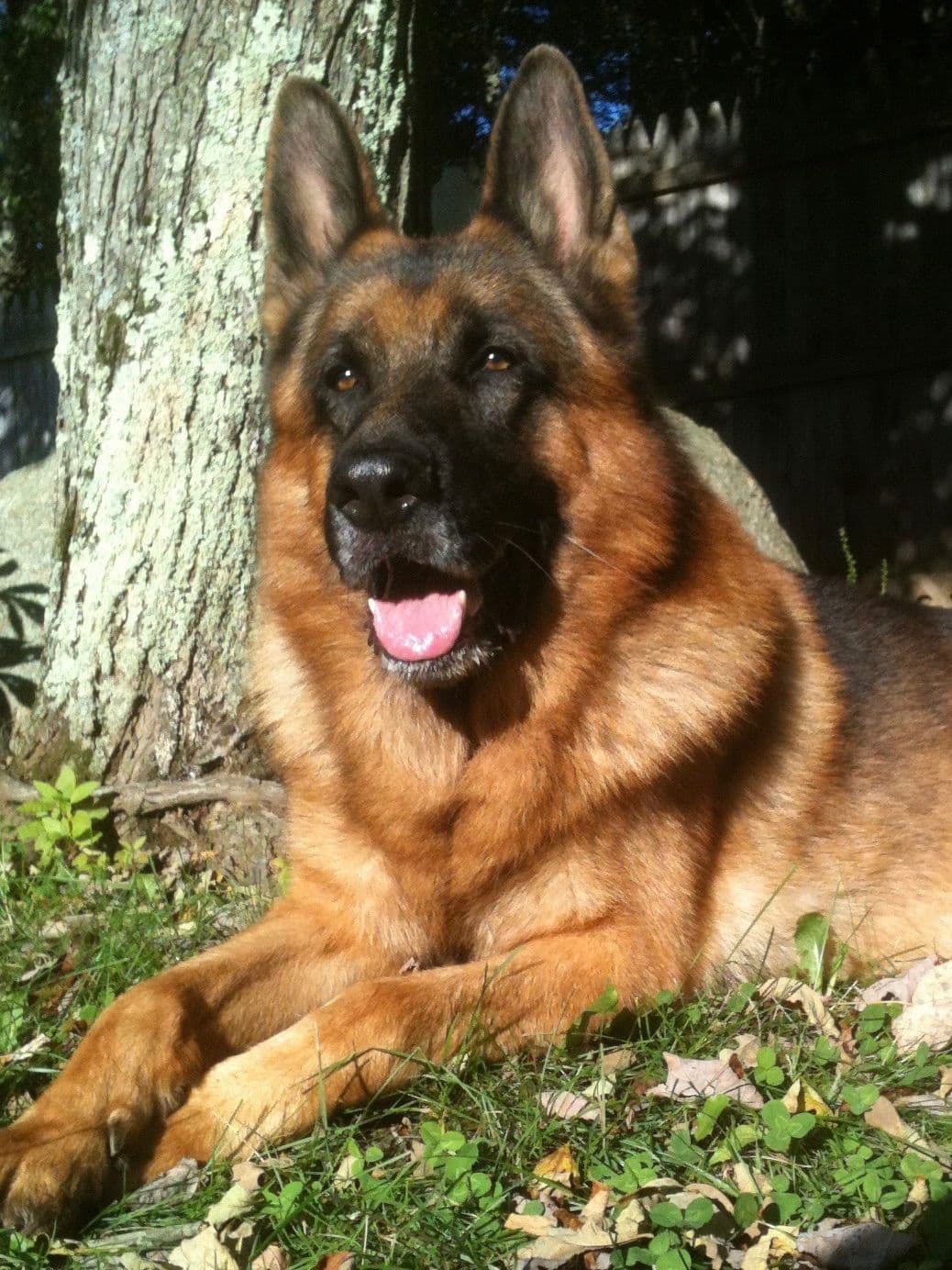 German Shepherd Dog Puppies breeder image 18