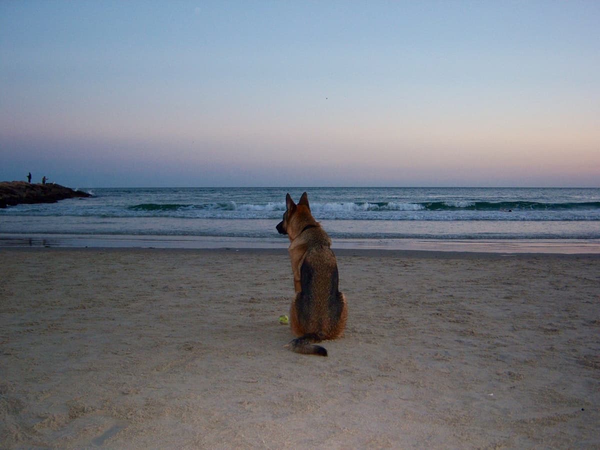 German Shepherd Dog Puppies breeder image 19