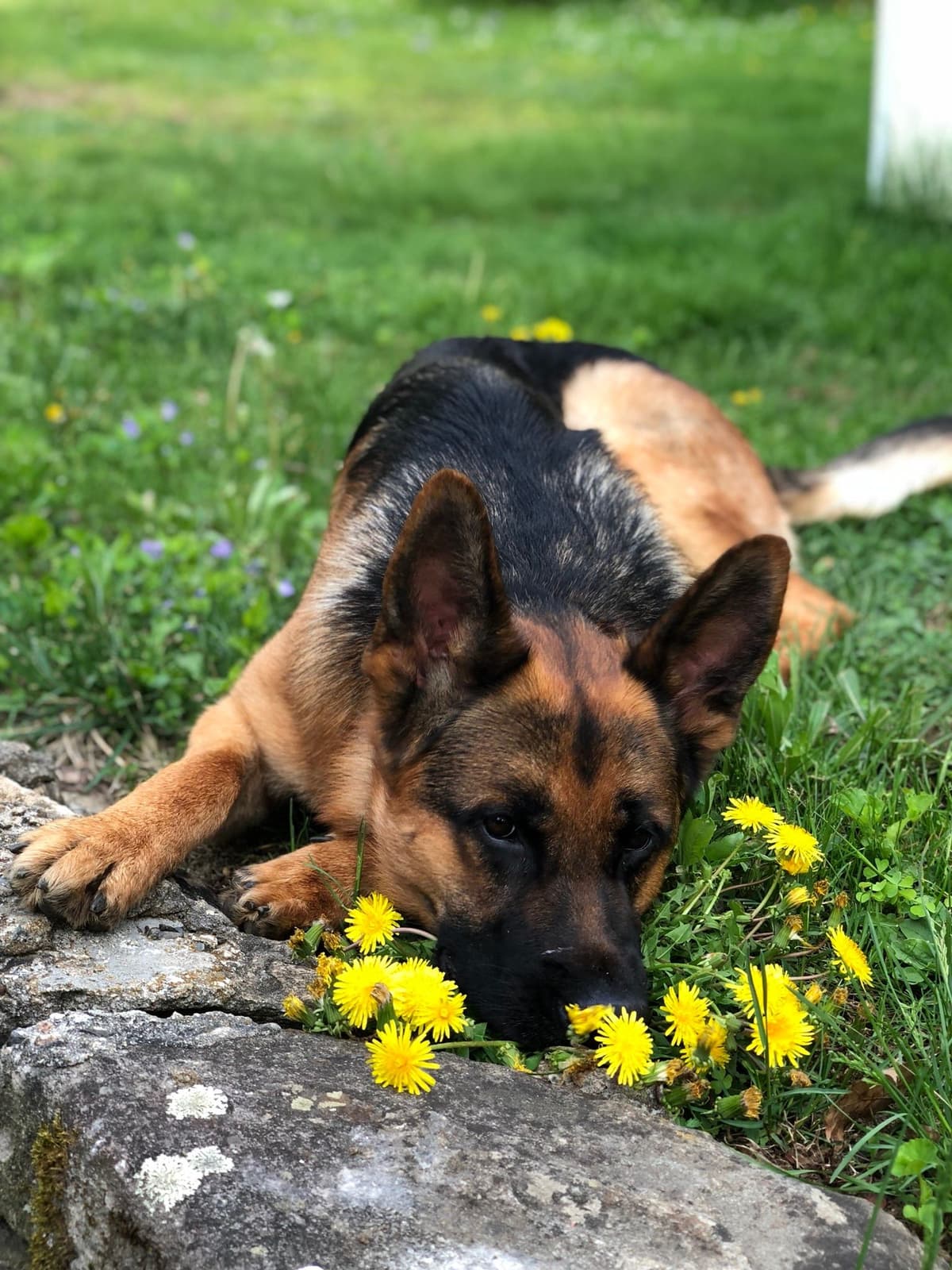 German Shepherd Dog Puppies breeder image 24
