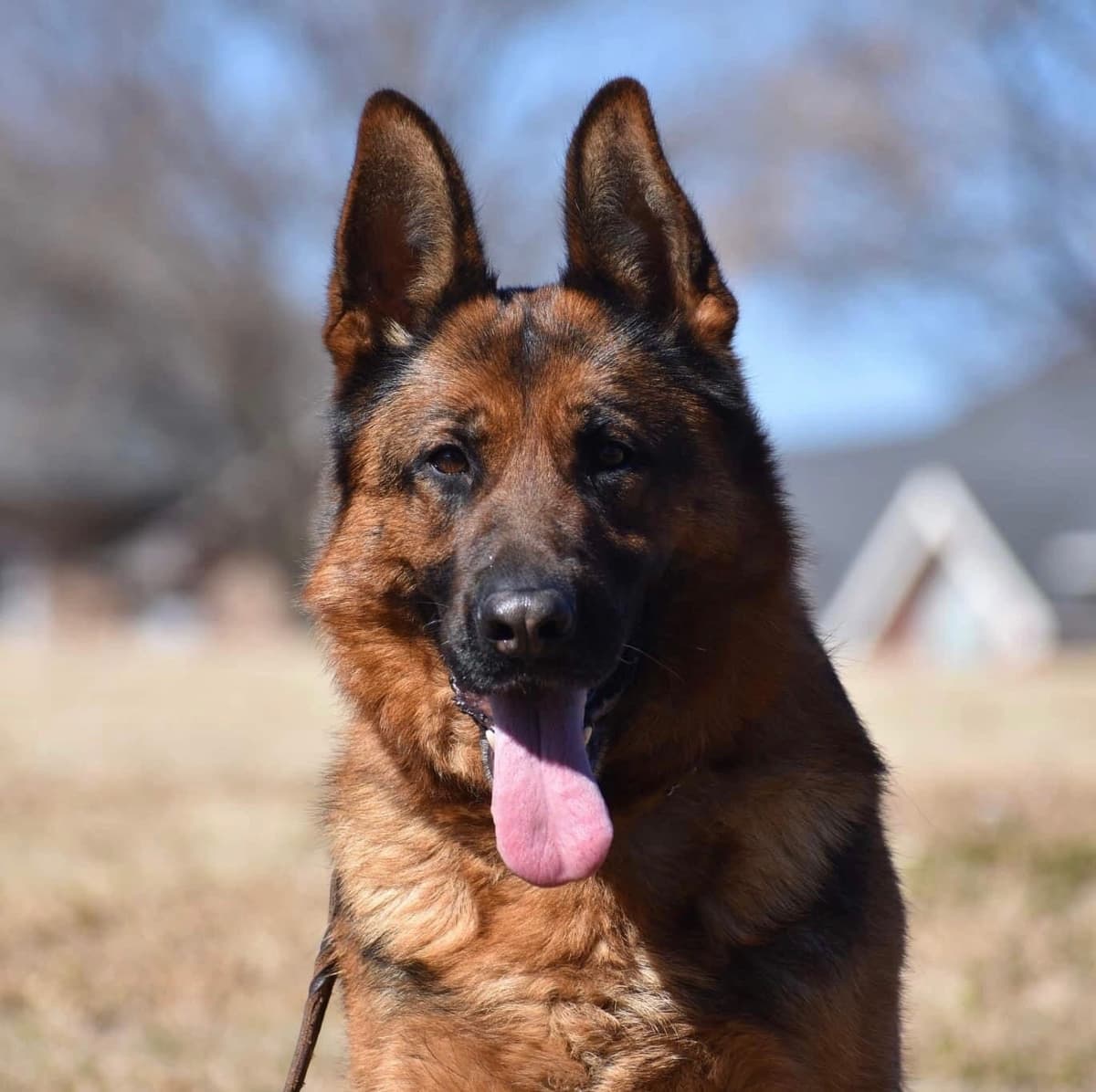 German Shepherd Dog Puppies breeder image 25