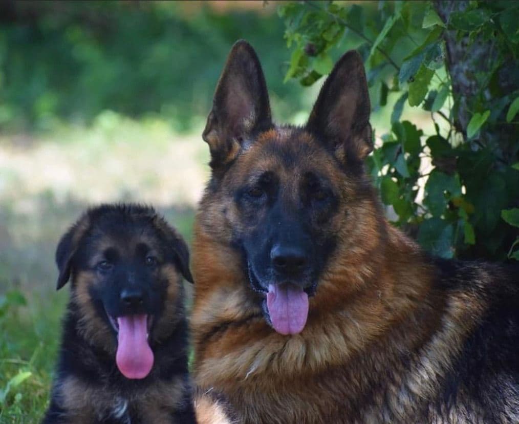 German Shepherd Dog Puppies breeder image 26