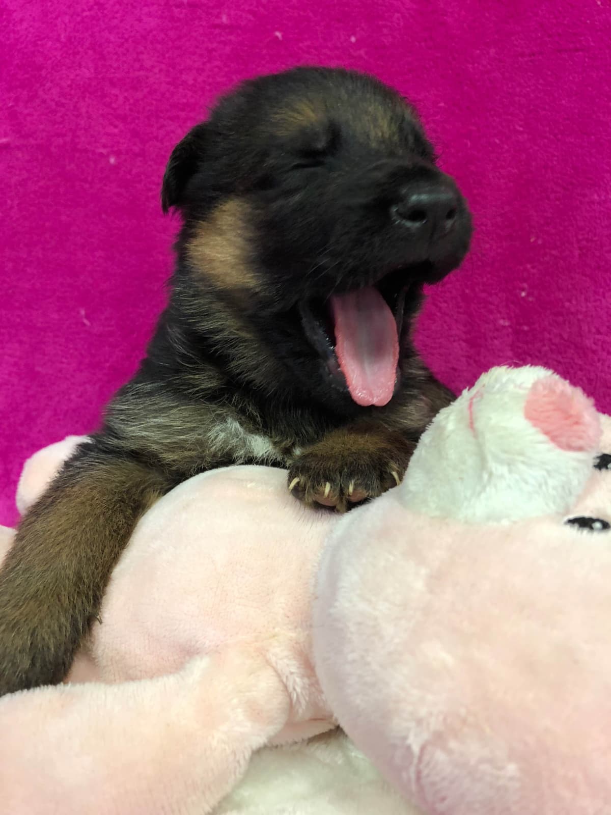 German Shepherd Dog Puppies breeder image 27