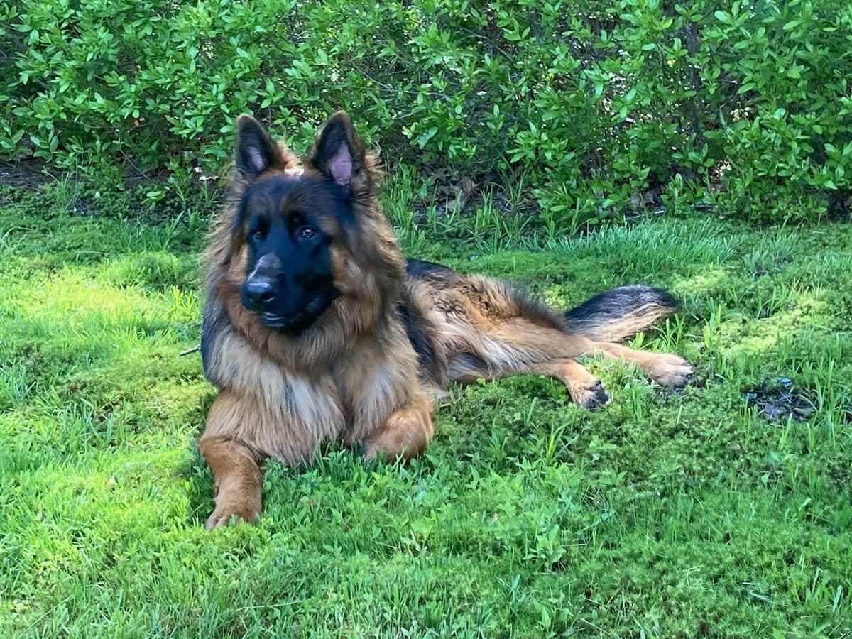 German Shepherd Dog Puppies breeder image 28