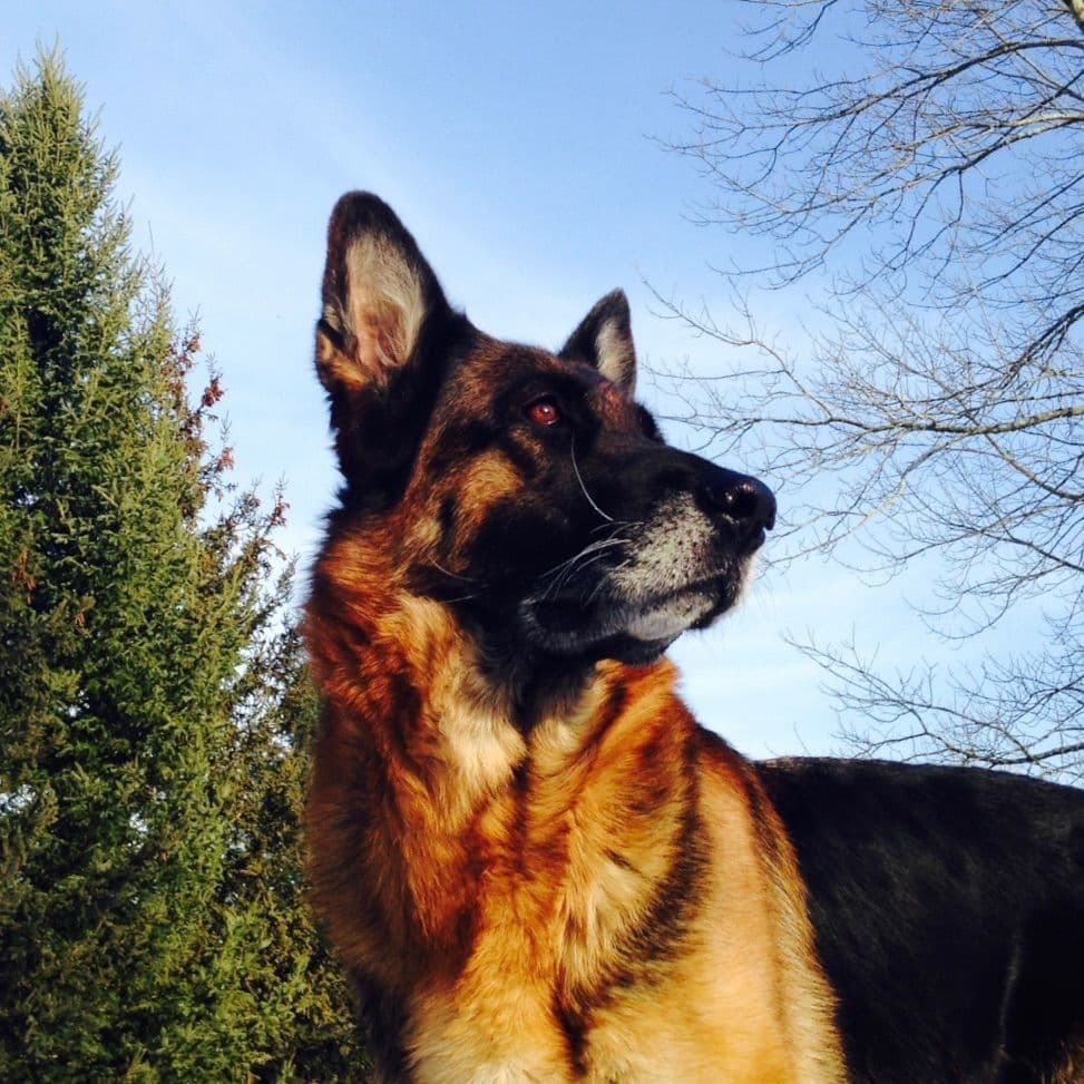 German Shepherd Dog Puppies breeder image 29