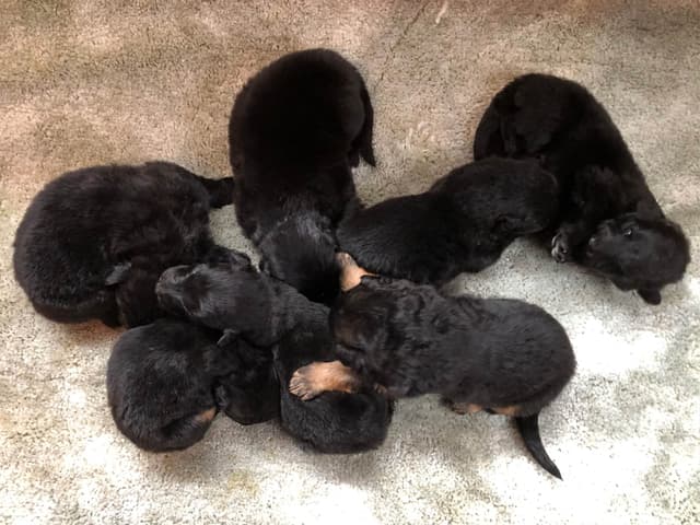 German Shepherd Dog Puppies media 5