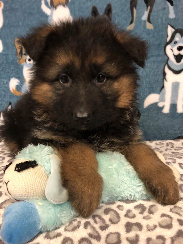 German Shepherd Dog Puppies media 2