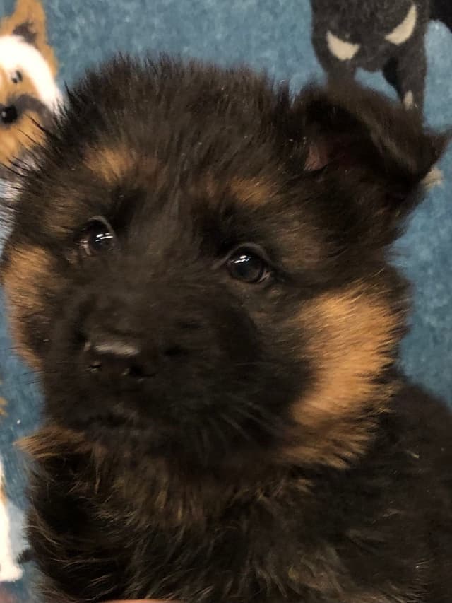 German Shepherd Dog Puppies media 3