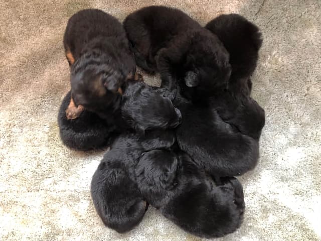 German Shepherd Dog Puppies media 6