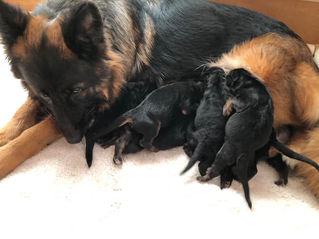 German Shepherd Dog Puppies media 4