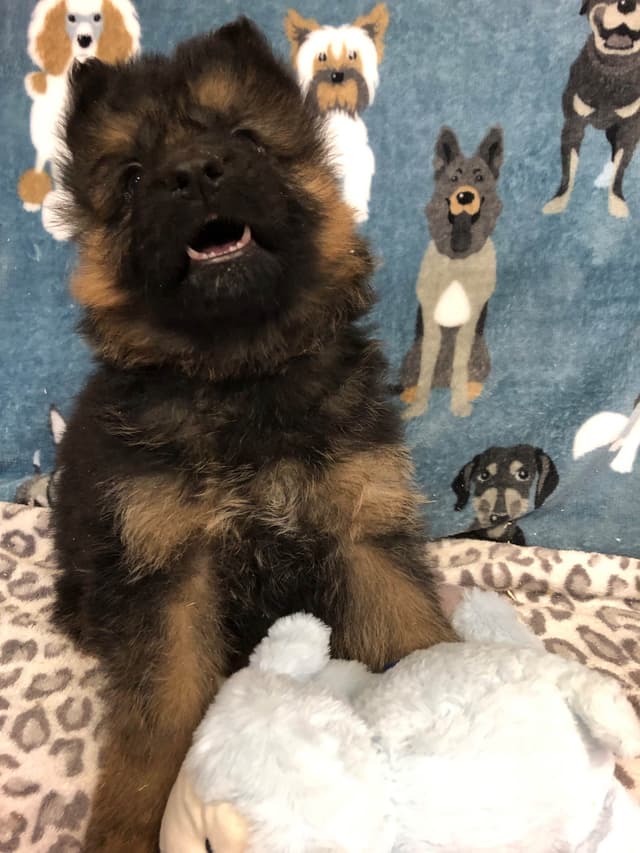 German Shepherd Dog Puppies media 9