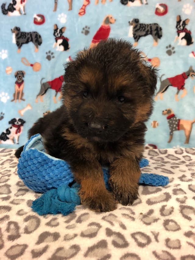 German Shepherd Dog Puppies media 7