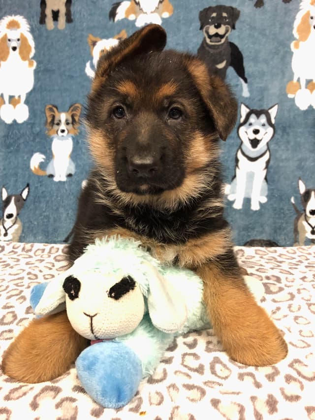 German Shepherd Dog Puppies media 10