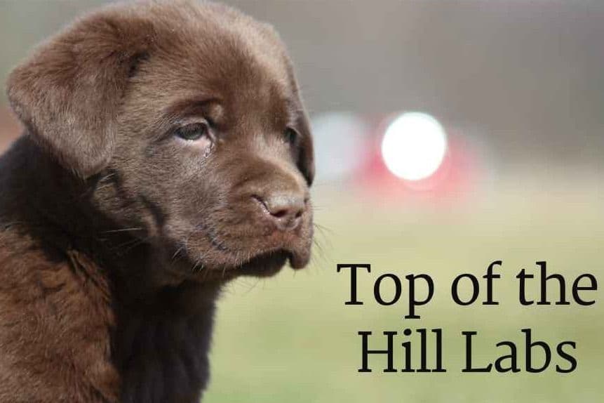 Labrador Retriever Puppies breeder image 1