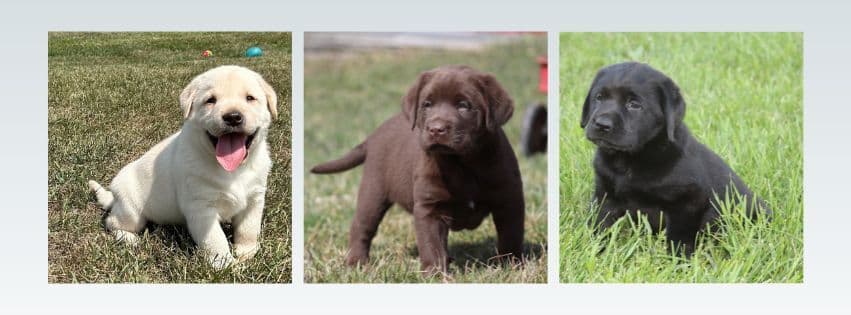 Labrador Retriever Puppies breeder image 2