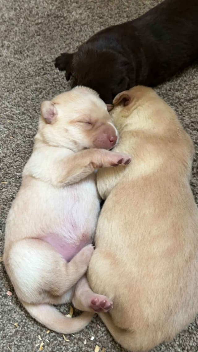 Labrador Retriever Puppies media 2
