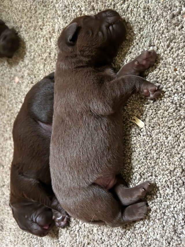 Labrador Retriever Puppies media 3