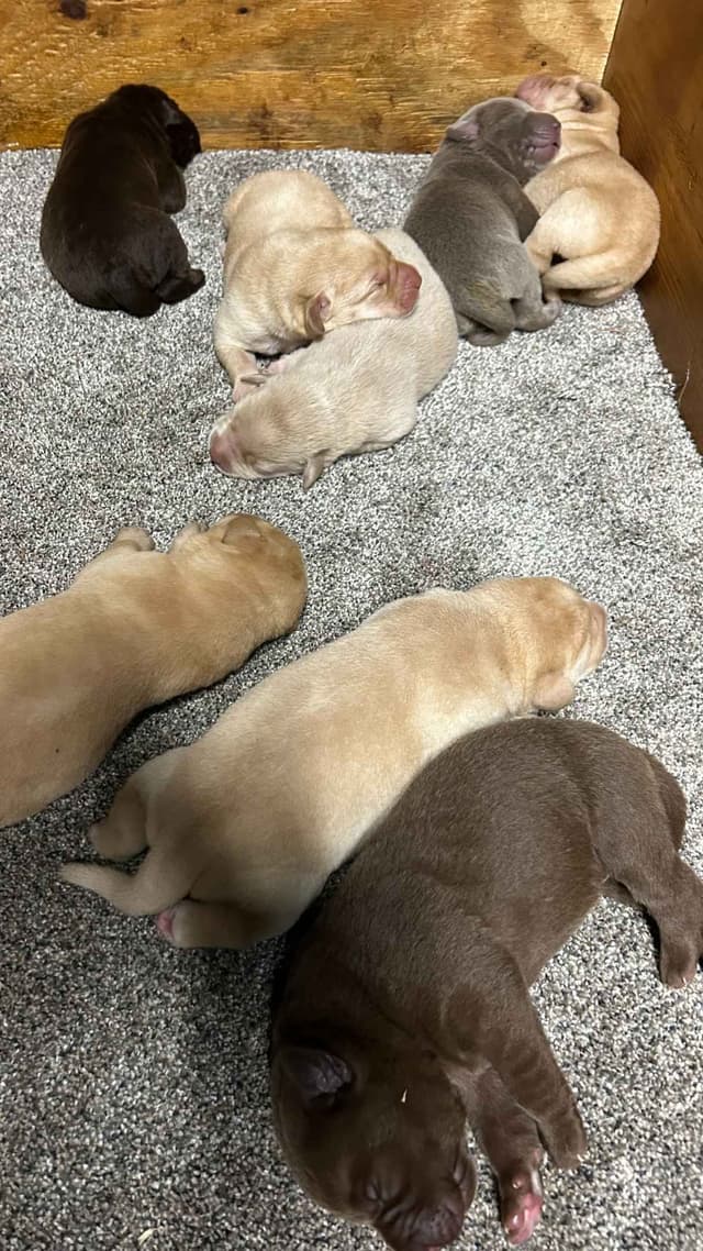 Labrador Retriever Puppies media 4