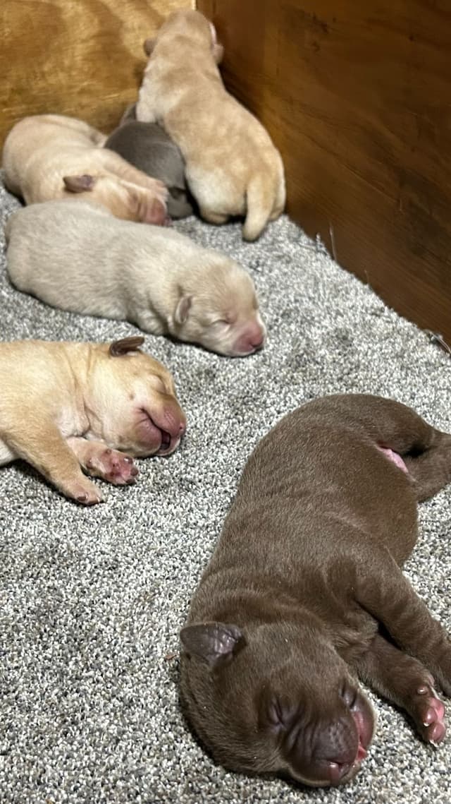 Labrador Retriever Puppies media 8
