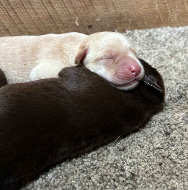 Labrador Retriever Puppies media 6