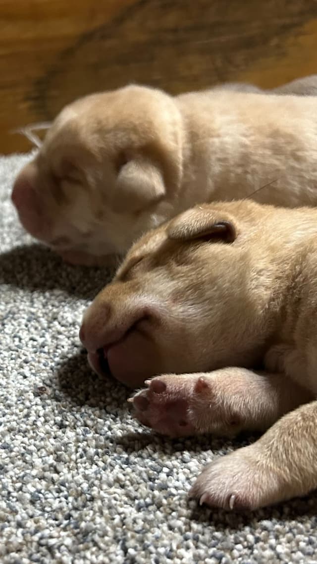 Labrador Retriever Puppies media 7