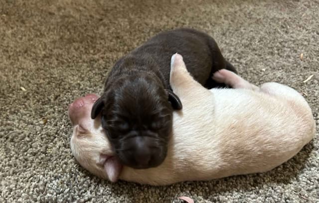 Labrador Retriever Puppies media 5