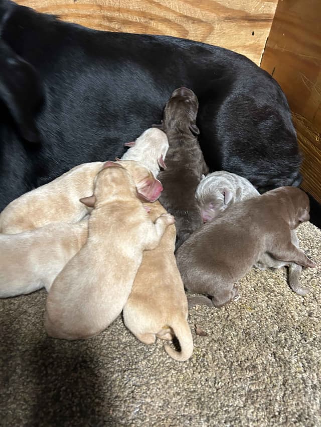Labrador Retriever Puppies media 9