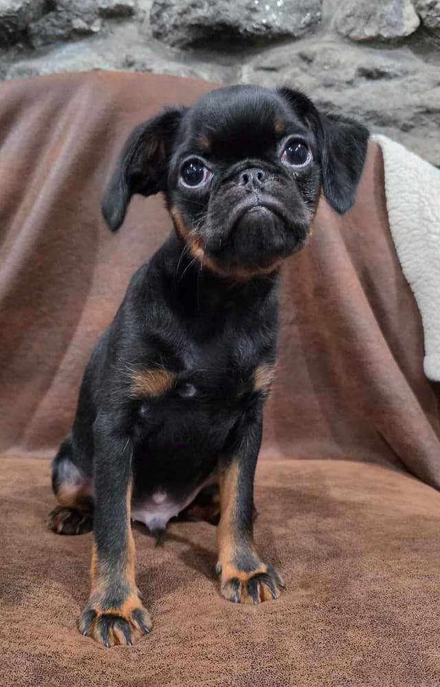 Brussels Griffon media 2
