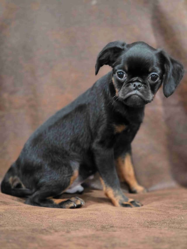 Brussels Griffon media 3