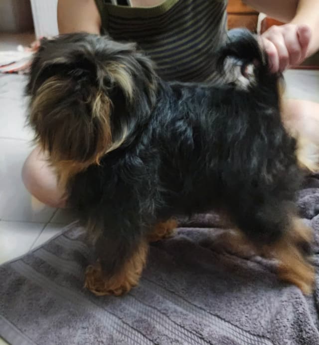 Brussels Griffon media 5