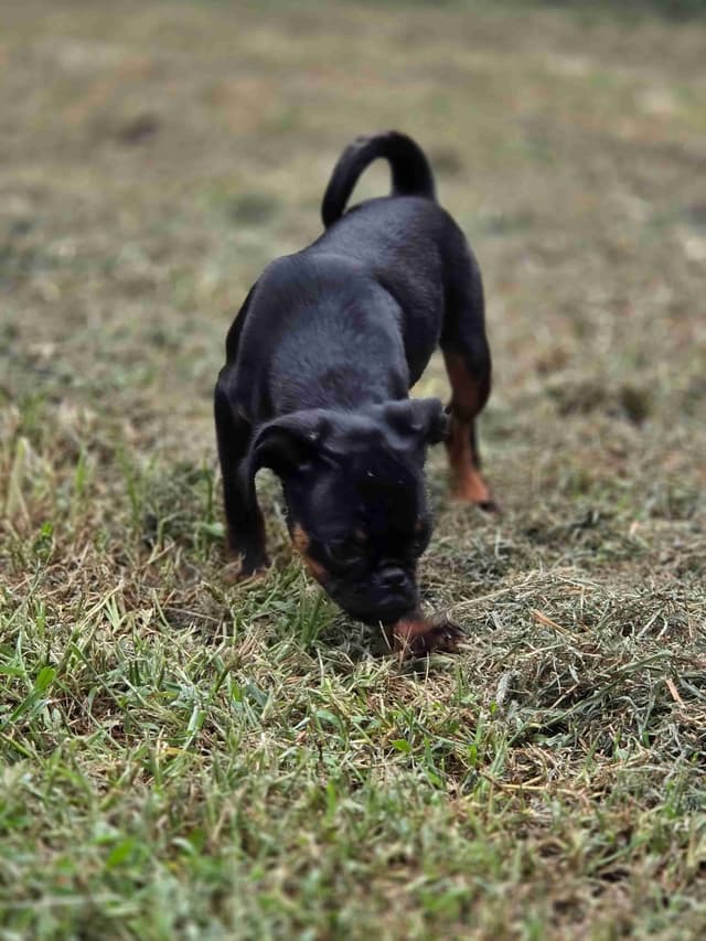 Brussels Griffon media 6