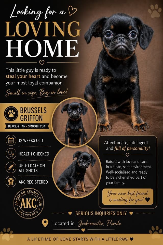 Brussels Griffon media 7