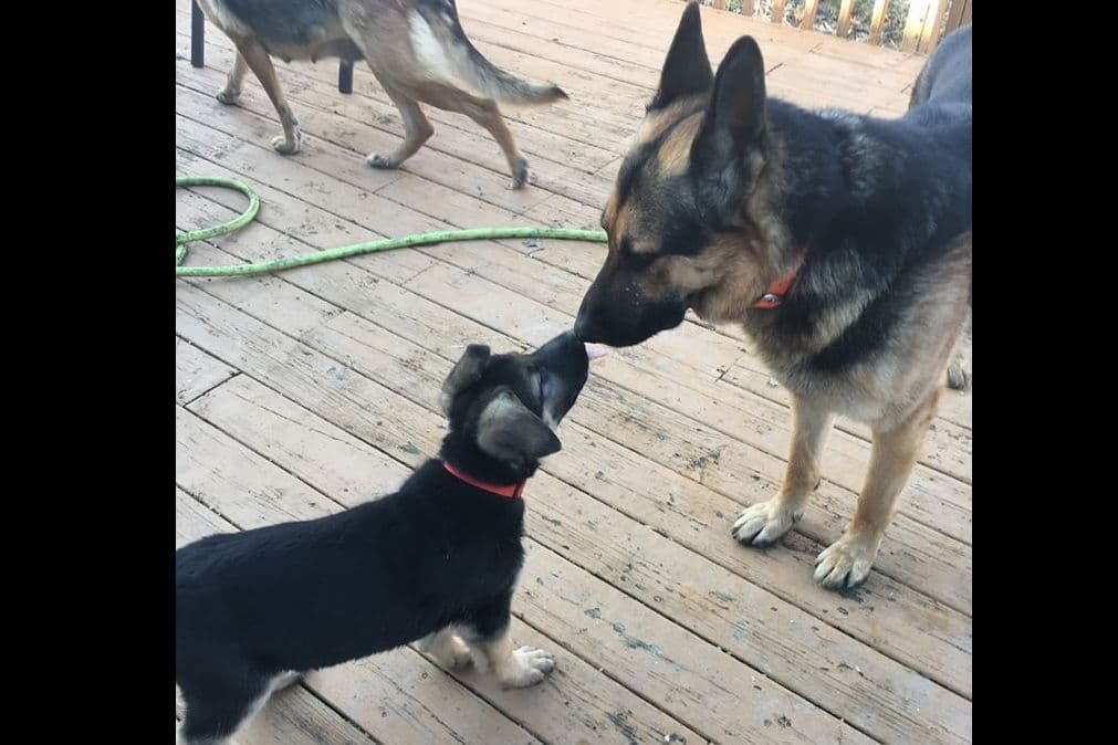 German Shepherd Dog Puppies breeder image 3